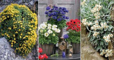 22 Stunning Greek Flowers for Garden and Home - balconygardenweb.com - Greece - region Mediterranean