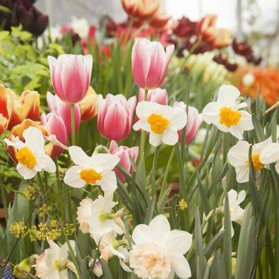 Planting Spring Flowering Bulbs in the UK: A Guide to Blooming Success - gardencentreguide.co.uk - Britain