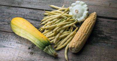 Growing a Three Sisters Garden: Beans, Corn, and Squash - gardenerspath.com