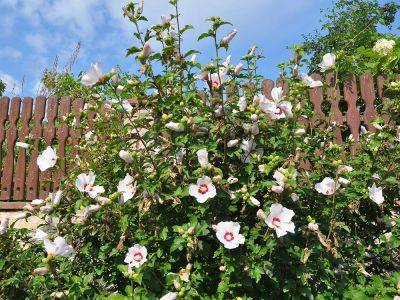 Can Rose of Sharon be grown in tree form? - theprovince.com