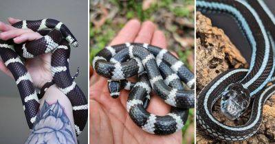 9 Stunning Black Snakes with White Stripes - balconygardenweb.com - Usa
