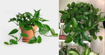 How to Grow Jade Pothos | Growing Epipremnum aureum 'Jade' - balconygardenweb.com