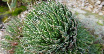 How to Grow and Care for Lace Aloe - gardenerspath.com