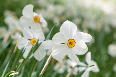 Spring bulbs for containers, beds and meadows - theenglishgarden.co.uk