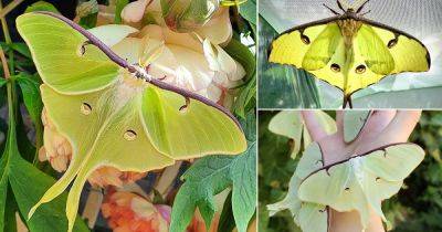 Meaning of Luna Moth | Luna Moth Symbolism - balconygardenweb.com