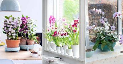 Do Orchids Need Sunlight | How to Grow Orchids Without Sun - balconygardenweb.com