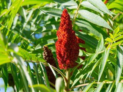 Edible Staghorn Sumac: How To Harvest & Eat Sumac - gardeningknowhow.com - Canada