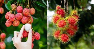Lychee vs Rambutan | Difference Between Rambutan and Lychee - balconygardenweb.com - China - Philippines - Thailand - Indonesia