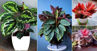 24 Beautiful Ombre Houseplants that You Must Not Miss - balconygardenweb.com - France