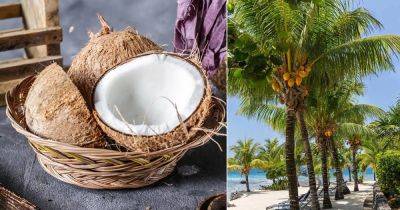 Is Coconut a Fruit Or Nut? Find Out! - balconygardenweb.com