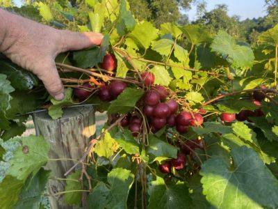 SC Fruit and Vegetable Field Report – September 18, 2023 - hgic.clemson.edu