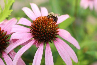 How to make your garden a wildlife sanctuary - growingfamily.co.uk