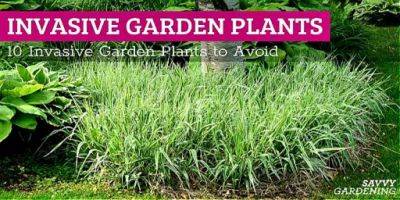 Invasive Garden Plants: 10 Shrubs, Perennials, and Vines to Avoid - savvygardening.com