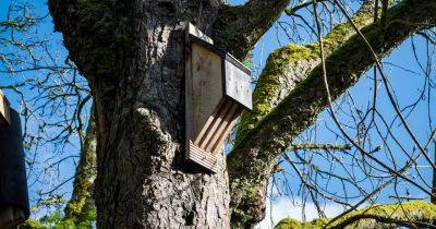Eight of the Best Bat Boxes for Roosting and Hibernating Bats - gardenersworld.com