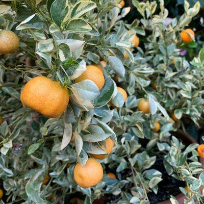 How to Grow Citrus All Year Long in Cold Climates - finegardening.com