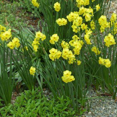 Spring-Blooming Bulbs for Challenging Soils and Dry Climates - finegardening.com