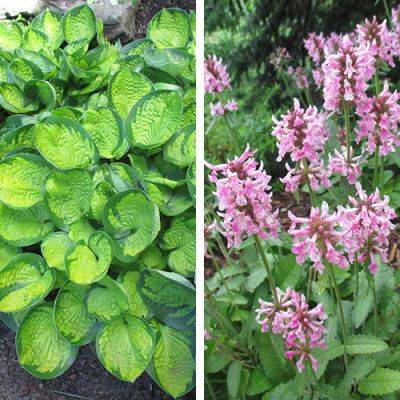 8 Slam-Dunk Perennials for the Midwest - finegardening.com