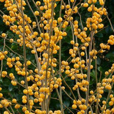 Winterberry Is a Fall Gem for the Pacific Northwest Garden - finegardening.com - county Pacific