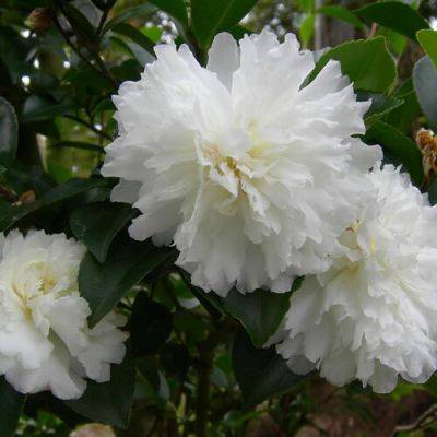 5 Gorgeous Camellias for Sun - finegardening.com - state Alabama
