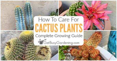 How To Care For Cactus Plants - getbusygardening.com