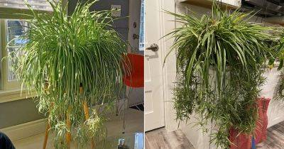 How to Make a Spider Plant Bushier and Lush: 8 PRO Tricks - balconygardenweb.com