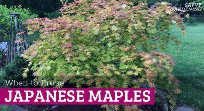 When to Prune Japanese Maple Trees and How to Do It Right - savvygardening.com - Japan