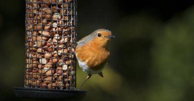 Your gardening questions answered: should I feed the birds? - irishtimes.com - Ireland