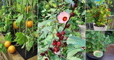 25 Best Edible Vines to Grow in Containers & Gardens - balconygardenweb.com
