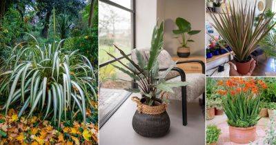 22 Beautiful Plants with Sword Shaped Leaves - balconygardenweb.com