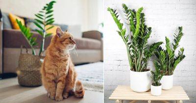 Are ZZ Plants Toxic to Cats | Is ZZ Plant Safe for Cats - balconygardenweb.com