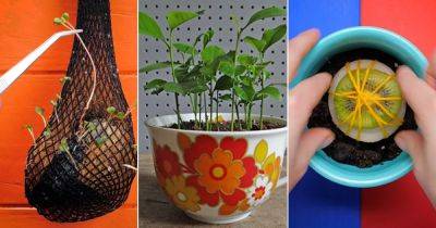 10 Unbelievable Ways to Grow Tropical Fruits - balconygardenweb.com