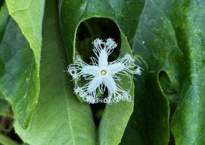 What Is It? Wednesday – Snake Bean Flower - hgic.clemson.edu