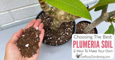 How To Choose The Best Plumeria Soil - getbusygardening.com