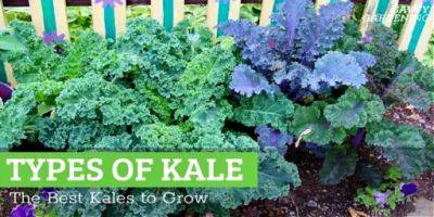 Types of Kale: 14 of the Best Kales to Grow - savvygardening.com - city Brussels