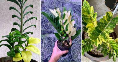 5 Most Beautiful Variegated ZZ Plants - balconygardenweb.com