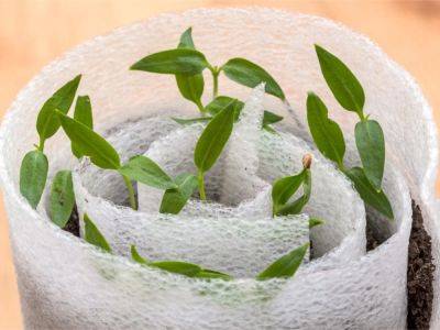 How To Wrap Container Plants For Winter - gardeningknowhow.com