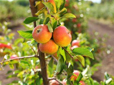 Fruit Trees That Grow Fast (And Produce Fast) - gardeningknowhow.com