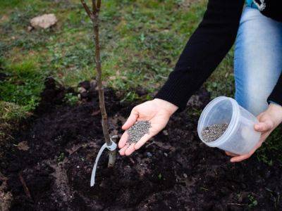 Are You Using The Best Fertilizer For Your Fruit Trees? - gardeningknowhow.com