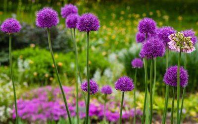 What to Plant with Alliums - Perfect Partner Plants - jparkers.co.uk
