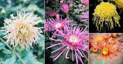 16 Beautiful Spider Mum Varieties and Colors - balconygardenweb.com