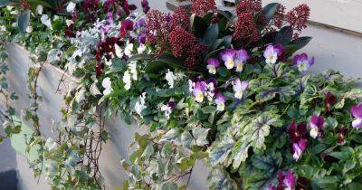 Get planting: the best bulbs for window boxes, beneath a tree and mixed borders - irishtimes.com