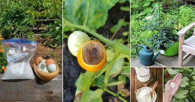8 Home Remedies to Eliminate Tomato Blossom End Rot - balconygardenweb.com