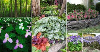 39 Outdoor Plants That Grow Without Sunlight - balconygardenweb.com - Japan