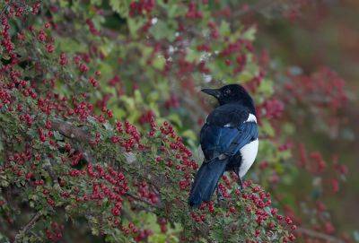 Garden birds to spot in autumn - theenglishgarden.co.uk - Britain