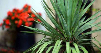 How to Grow Yucca Plants in Containers - gardenerspath.com