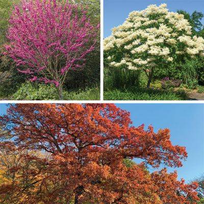 8 Gardening Pros Pick Their Favorite Must-Have Trees - finegardening.com - China