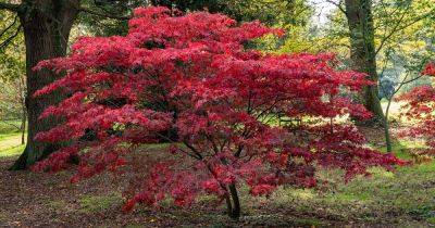Leaf Spots on Japanese Maples: 7 Causes and Treatments - gardenerspath.com - Japan