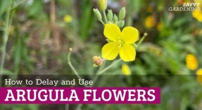Arugula Flowers: Delaying Blooming and Using the Flowers - savvygardening.com - France - Australia - Italy