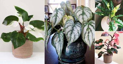 17 Best Variegated Philodendrons | Colourful Philodendron Varieties - balconygardenweb.com - Thailand