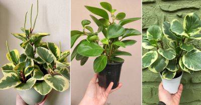 Peperomia obtusifolia Care and Propagation | Growing Baby Rubber Plant - balconygardenweb.com